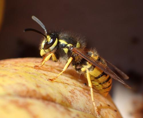 Vespula germanica